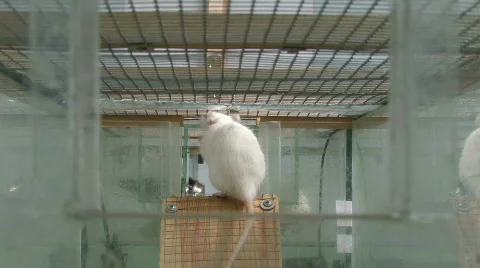 Rats in laboratory 6 Stock Footage 871747