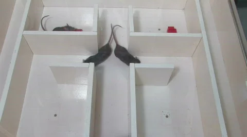 Rats in laboratory 7 Stock Footage 871660