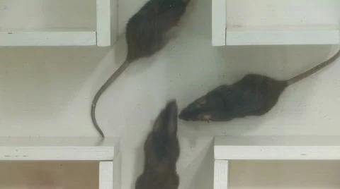 Rats in laboratory 8 Video stock 871574