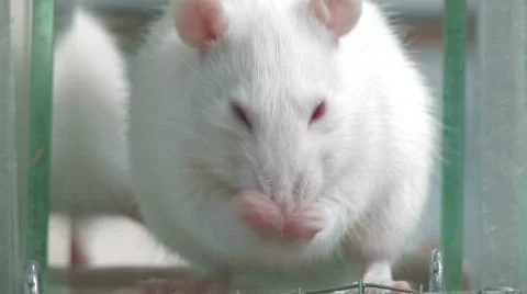 Rats in laboratory Stock Footage