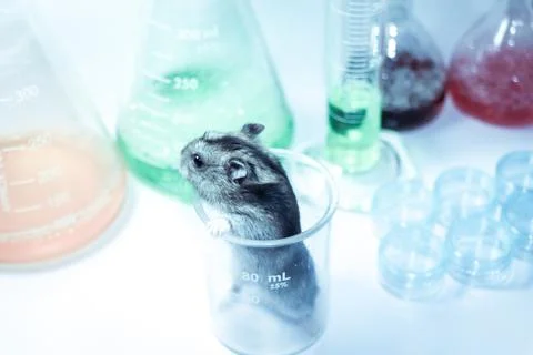 Rats in laboratory Stockfoto's