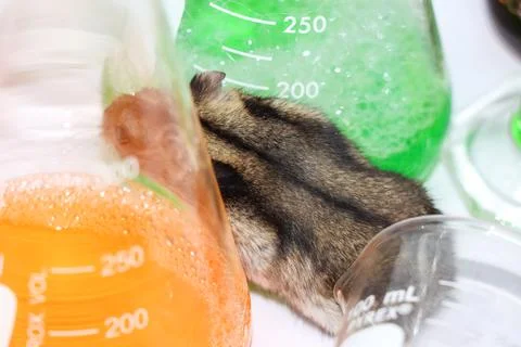 Rats in laboratory Stockfoto's