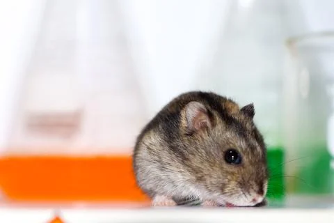 Rats in laboratory Stockfoto's