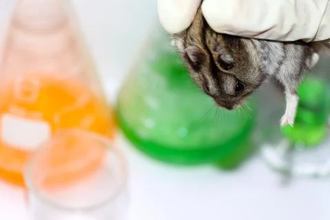 Rats in laboratory Stockfoto's