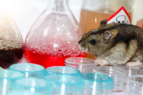 Rats in laboratory Stock Photos
