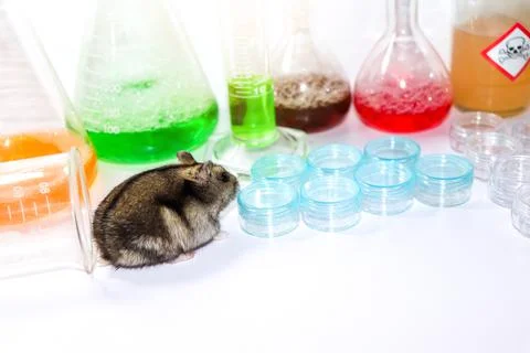 Rats in laboratory Stock Photos