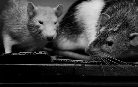 Rats. Stock Photos