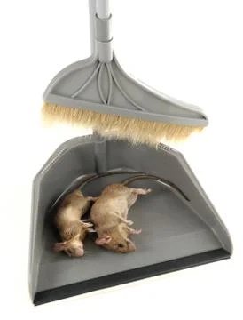 Rats Stock Photos