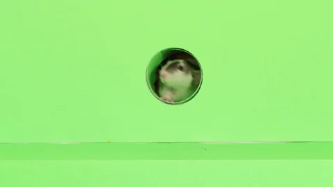 Rats at Play 24 Видео 76128898