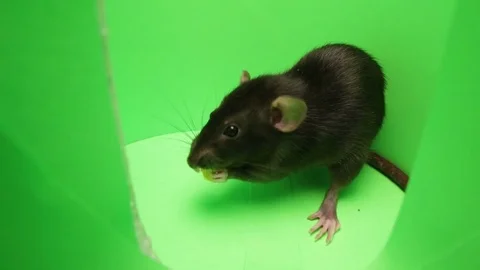 Rats at Play 9 Видео 76129201