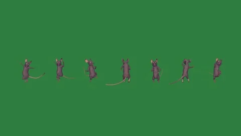 Rats Professional With Mice - Chroma Key Green Screen Footage Stock Footage 338017137
