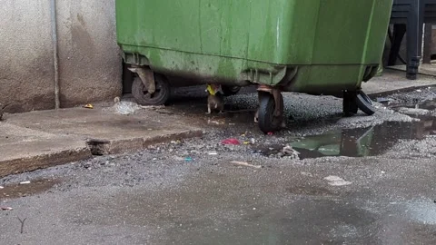 Rats Scavenging Under Large Green Garbage Bin in Dirty Alleyway 库存影片 329970747