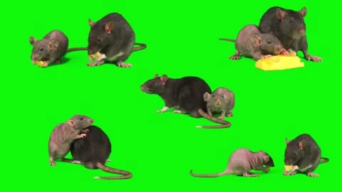 rats set isolated on green background mo... | Stock Video | Pond5