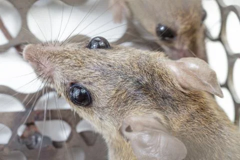 Rats in trap close up Stock Photos