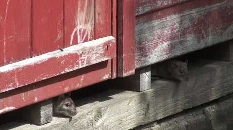 Rats under shed 01 Video stock 51536614