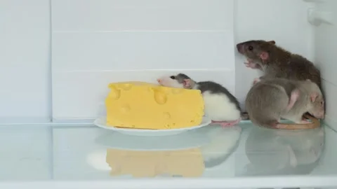 Rats in a white refrigerator Stock Footage 263557804
