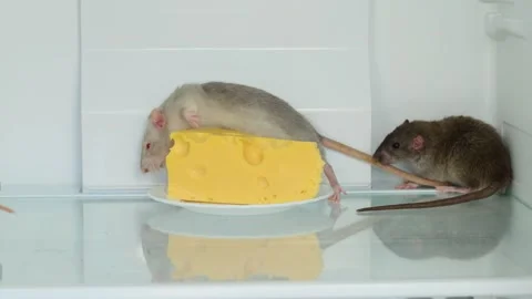 Rats in a white refrigerator Stock Footage 263558301