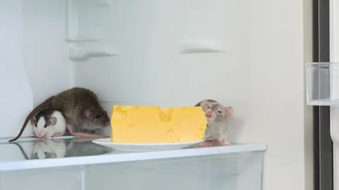 Rats in a white refrigerator Stock Footage 263558827