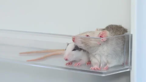 Rats in a white refrigerator on a shelf. Stock Footage 263555317