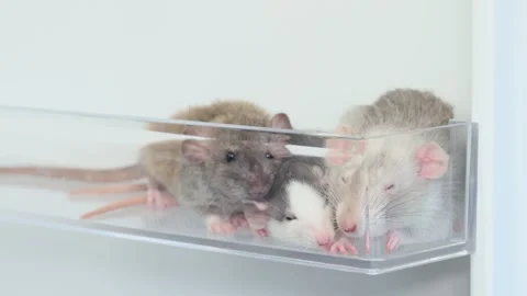 Rats in a white refrigerator on a shelf. Stock Footage 263555960