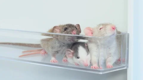Rats in a white refrigerator on a shelf. Stock Footage 263556930
