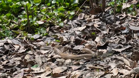 Ratsnake attempting to swallow frog Stock Footage 333261859
