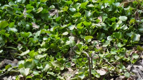 Ratsnake Carrying Frog 库存影片 333261882