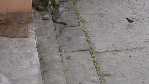 A ratsnake is crawling Stock Footage 304063834