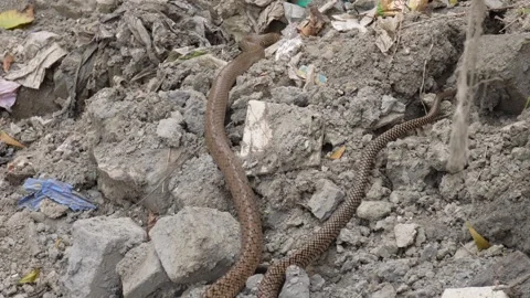 A ratsnake is crawling on the rocky ground Stock Footage 304057671