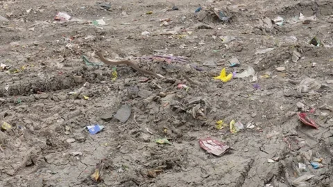 A ratsnake on debris Stock Footage 304057673