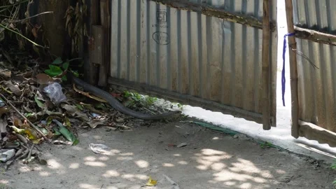 A ratsnake on dusty ground Vídeo Stock 329381526