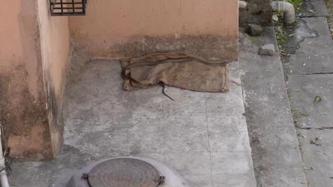A ratsnake on jute bag Stock Footage 304063620