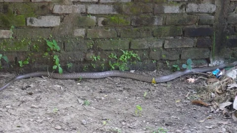 A ratsnake slithering Vídeo Stock 329381517