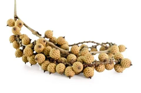 Rattan fruit isolated Stock Photos