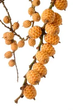 Rattan fruit Stock Photos