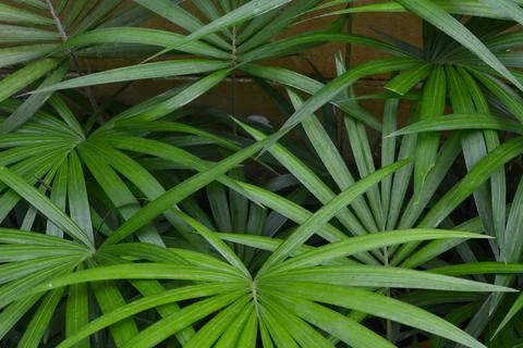 Rattan palm tree This small tree is used as a seed for planting in the forest Stock Photos