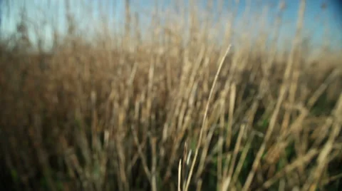 Rattan walk through. Stock-Footage 27456774