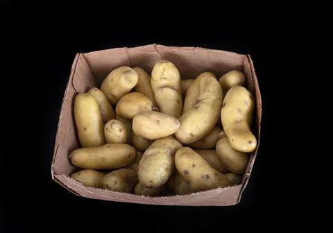 Ratte potato in studio Stock Photos