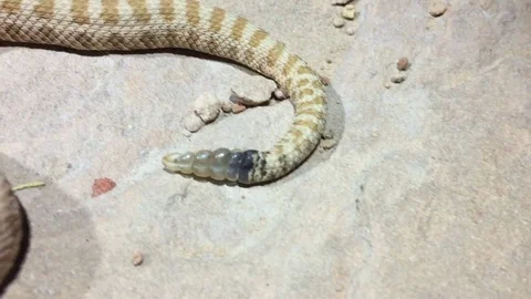 Rattle of the Rattlesnake Stock Footage 92370462
