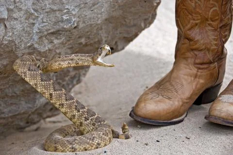 Rattle snake with boots Stock Photos