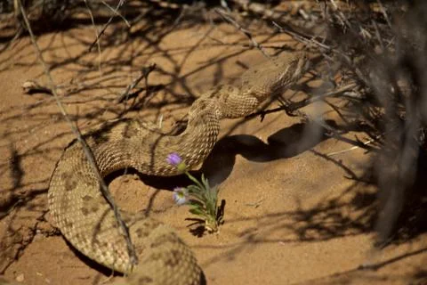 Rattle Snake Finding Shade Under Branches of a Bush Stock Photos