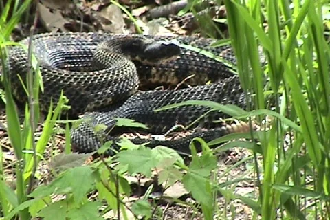 Rattle Snake Stock Footage 732852
