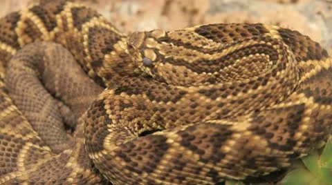 Rattle snake Stock Footage 10593921