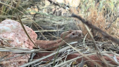 Rattle Snake Stock Footage 166048245