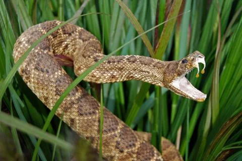 Rattle snake in grass Stock Photos