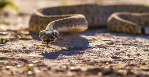 Rattle Snake Stock Photos