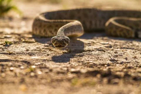 Rattle Snake Stock Photos