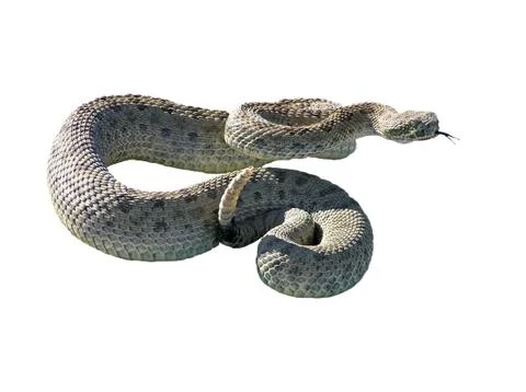 Rattle Snake Stock Photos
