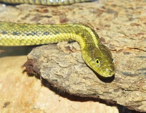 Rattle snake Foto stock