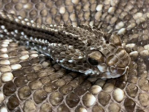 A Rattle Snake. Stock Photos